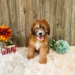 Westin - Wheaten male Whoodle puppy in Merritt, Michigan from Genesis Family Farm