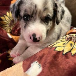Dresden (Purple Collar) - Blue merle and white male Cardigan Welsh Corgi puppy in Greensboro, North Carolina from Wynnewood Kennels