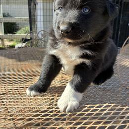 Boy 1 - Black & white male Australian Shepherd puppy in Chatsworth, California from AlwaysAussies