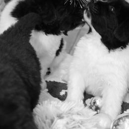 Boy 3 - White and black male Newfoundland puppy in Ellendale Forge, Pennsylvania from Opening Heavens Doors Newfoundlands