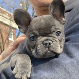 French Bulldogs from Cornerstone Frenchies