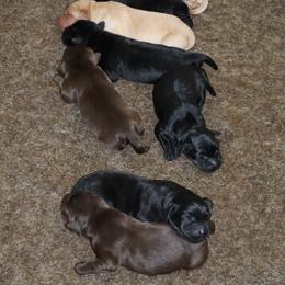 Molasses - Black female Labrador Retriever puppy in Camden, Indiana from Camden's Caring Canines