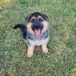 Boy 1 - Black and tan German Shepherd puppy in Noel, Missouri from Wondar Shepherds