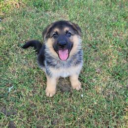 Boy 1 - Black and tan German Shepherd puppy in Noel, Missouri from Wondar Shepherds