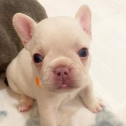 Boy 2 - French Bulldog puppy in Jacksonville, Florida from Home Grown Frenchies