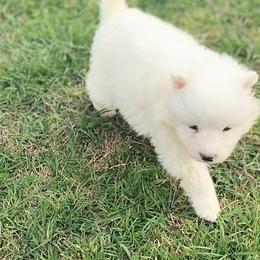 Haven - White female Samoyed puppy in Durant, Oklahoma from OrangeLine Samoyeds