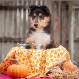 Tandy - Black white and tan female Collie puppy in Manhattan, Kansas from Covenant Collies