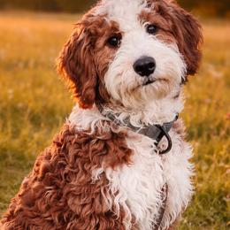 RoRo - Bernedoodle