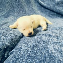 Rowan - White male West Highland White Terrier puppy in Toronto, Ohio from Shekinah’s Mi-Kis & Cricket Hill’s Westies