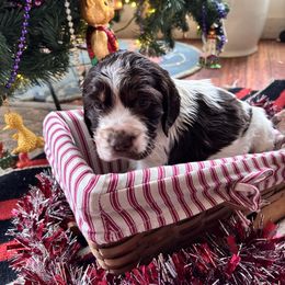 Rio - Liver white and tan female English Springer Spaniel puppy in Huntingdon, Pennsylvania from Indian Creek Springers and Doxies