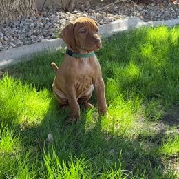Barnaby - Golden rust male Vizsla puppy in Queen Creek, Arizona from Summit Vizslas