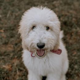Cora  - Poodle