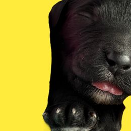 Kelly - Goldendoodle puppy in Petoskey, Michigan from Petoskey Goldendoodles