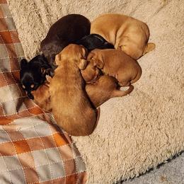 Dachshund Puppies from EB's Cajun Lil' Doxies