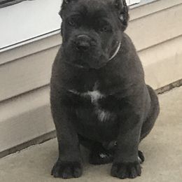 Cane Corso Puppies from Fedele's Cane Corso