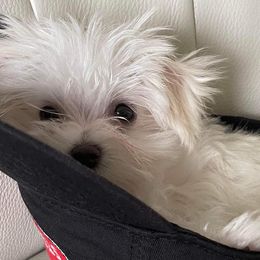Maltese from Cozy Maltese