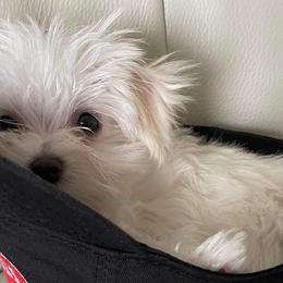 Maltese from Cozy Maltese