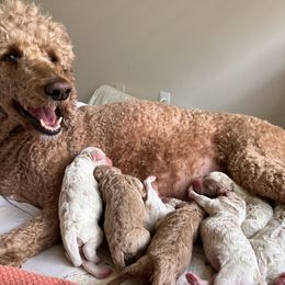 Australian Labradoodle, Bernedoodle, Double Doodle, Goldendoodle, and Poodle Puppies from Karlas Pet Rendezvous