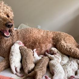 Australian Labradoodle, Bernedoodle, Double Doodle, Goldendoodle, and Poodle Puppies from Karlas Pet Rendezvous