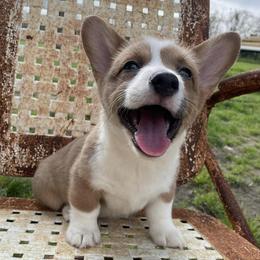 American Corgis and Pembroke Welsh Corgis from 6B Buchanan Corgi’s