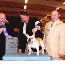 French Bulldog All Grown Up from Hillbuckle's French Bulldogs