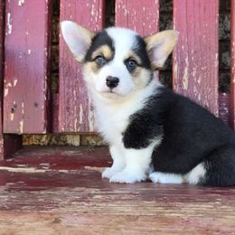 Remi - Black and tan male Pembroke Welsh Corgi puppy in Anton, Texas from X Bar's Lil Legs of Texas