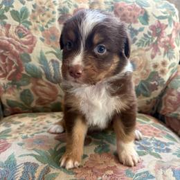 Lilo - Red tri-color female Australian Shepherd puppy in Grants Pass, Oregon from Carmel Mountain Aussies