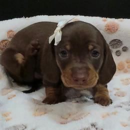 Eedie - Chocolate female Dachshund puppy in Ogden, Utah from Ollie'n'Nara