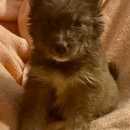 Noelle - Red and white female Siberian Husky puppy in Doswell, Virginia from Shinko Siberians