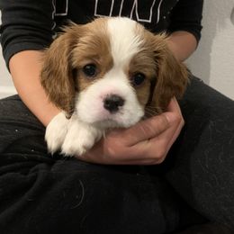 Cavalier King Charles Spaniel Puppies from Central Valley Cavaliers