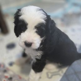 Ember - Black and white female Bernedoodle puppy in Massanutten, Virginia from Doting Doodles