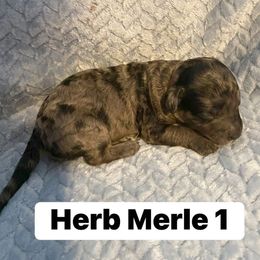 Herb - Merle male Goldendoodle puppy in Greenville, South Carolina from Law Doodles of SC