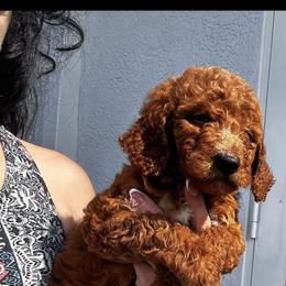 Stella - Red  female Poodle puppy in Cape Coral, Florida from Katherine’s Yorkies and Poodles