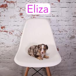 Eliza - Red merle female Assorted Doodle Crosses puppy in Calhoun, Georgia from Happy Top Doodles