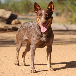 Coco - Australian Cattle Dog