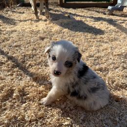 Tikki - Blue merle female Australian Shepherd puppy in Ellensburg, Washington from Creekside Aussies