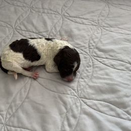 Poodle Puppies from Genesis Kinnibrugh