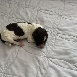 Poodle Puppies from Genesis Kinnibrugh