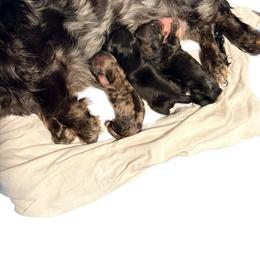 Black and cream male - Black and cream male Dachshund puppy in Medina, Ohio from STORIED DOXIES