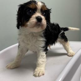 Whiskey - Tri-color male Cavalier King Charles Spaniel puppy in Mt Jackson, Virginia from Carters Cavaliers