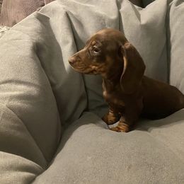 Dachshund Puppies from Dreaming of Dachshunds