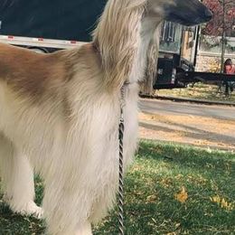 Afghan Hounds from Jerry's Afghan Hounds
