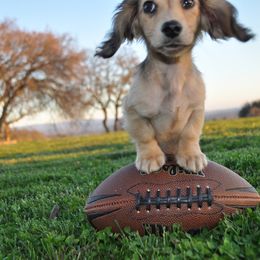 Dachshund Puppies from Renberg's Elite Dachshunds