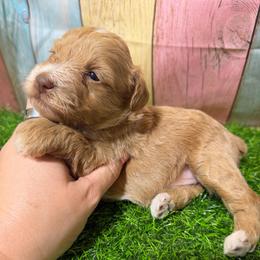 Merlot - Wheaten female Miniature Schnauzer puppy in Lufkin, Texas from C&K’s Schnauzer House