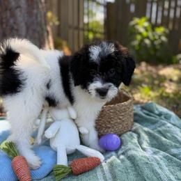Justine - Parti female Goldendoodle puppy in Jacksonville, Florida from Dandelion Doodles