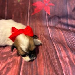 Molly - Chocolate and white female Havapoo puppy in Brookings, South Dakota from Hofer Pups