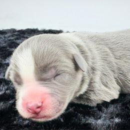 Olivia - Black tri female Miniature Australian Shepherd puppy in Smithville, Arkansas from Cooper Creek Aussies