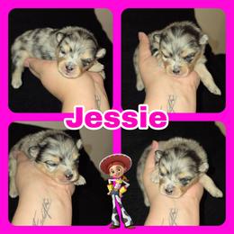Jessie - Blue merle female Pomeranian puppy in Buckeye, Arizona from BL Poms Heaven