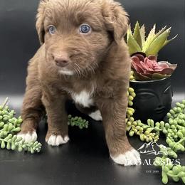 Ralphie - Red male Australian Shepherd puppy in Thornton, Colorado from 303 Aussies