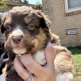 Girl 4 - Miniature Australian Shepherd puppy in Amarillo, Texas from Luna’s Mini Aussies